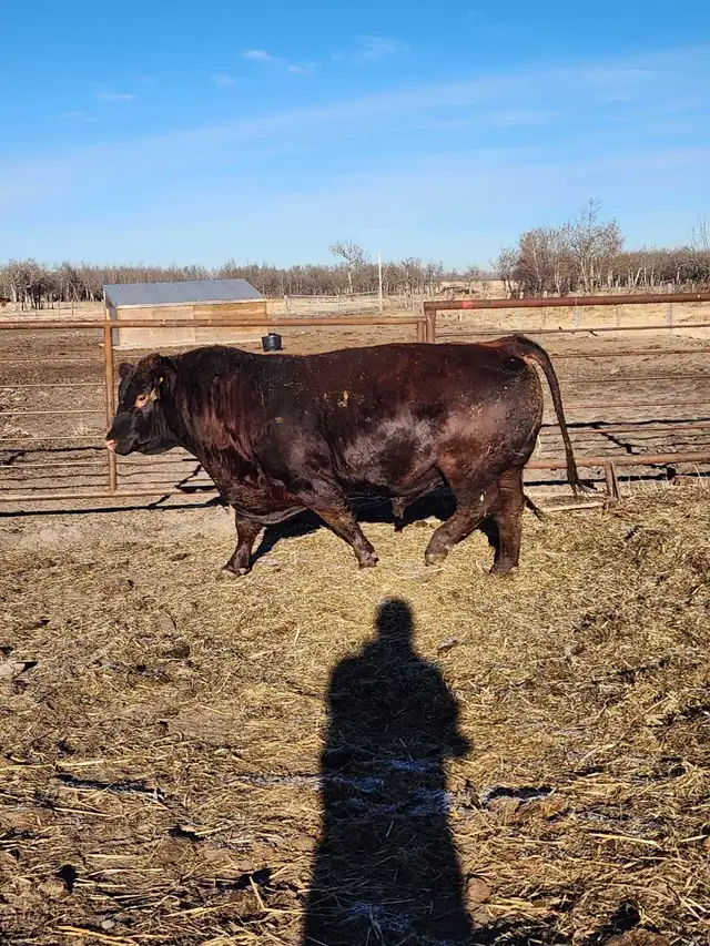 home raised bulls - Photo 10