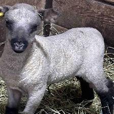 Sheep.  Ewe and ewe lamb for sale.