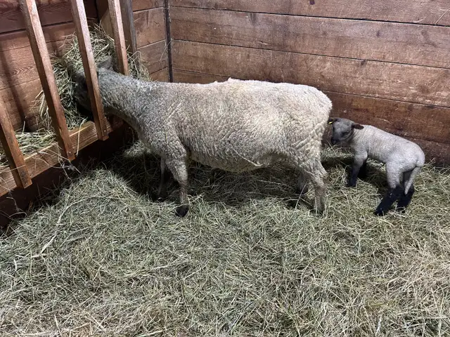 Sheep.  Ewe and ewe lamb for sale. - Photo 2