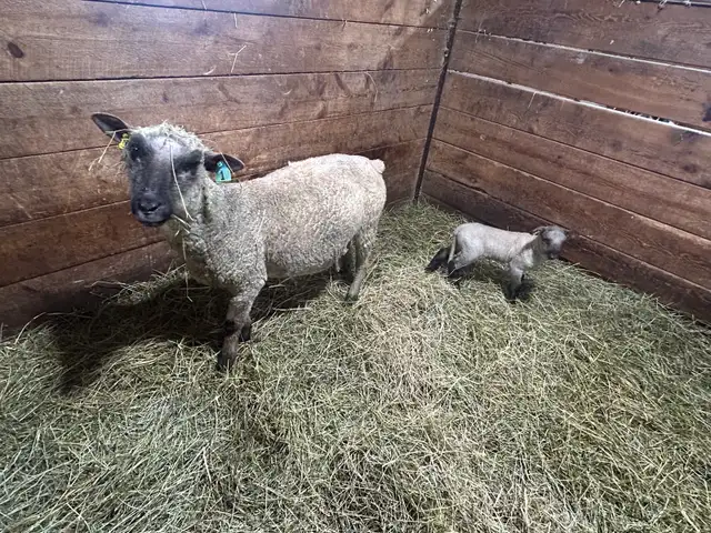 Sheep.  Ewe and ewe lamb for sale. - Photo 3