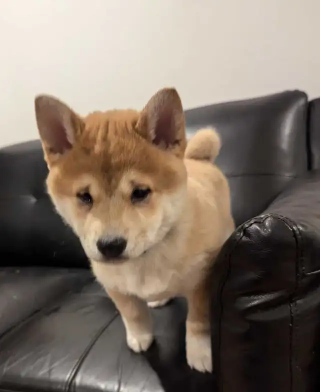 chiots shiba inu puppies