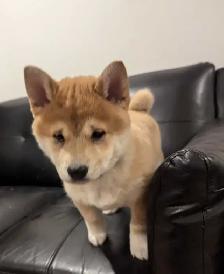 chiots shiba inu puppies