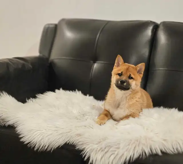 chiots shiba inu puppies - Photo 2