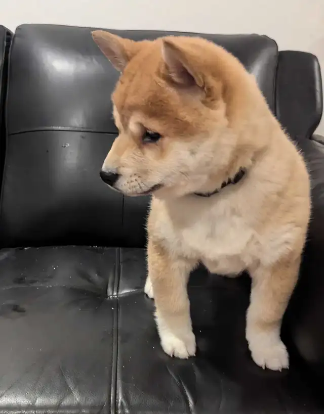 chiots shiba inu puppies - Photo 3