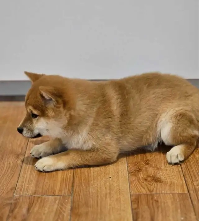 chiots shiba inu puppies - Photo 4