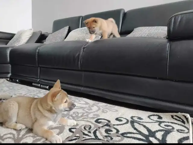 chiots shiba inu puppies - Photo 5