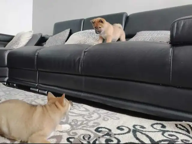 chiots shiba inu puppies - Photo 6