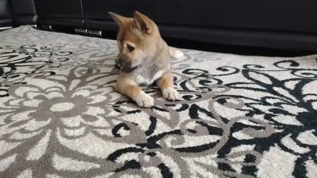 chiots shiba inu puppies - Photo 7