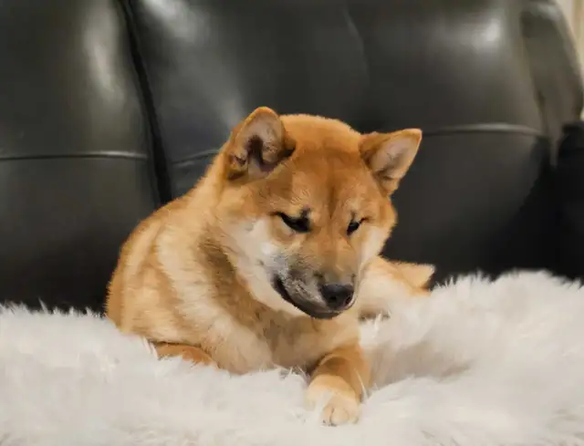 chiots shiba inu puppies - Photo 8