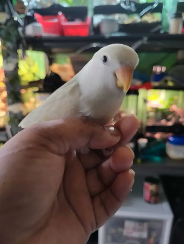 love birds - Photo 2