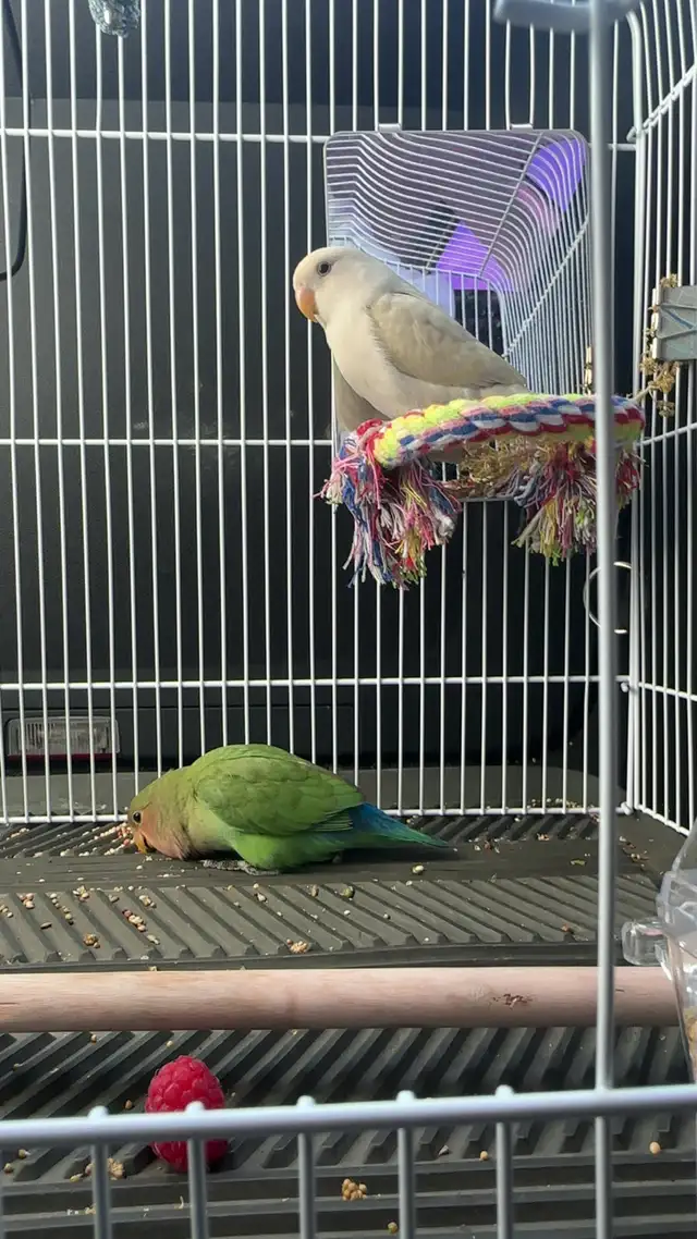 love birds - Photo 3