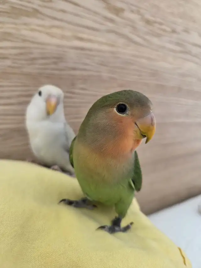 love birds - Photo 4