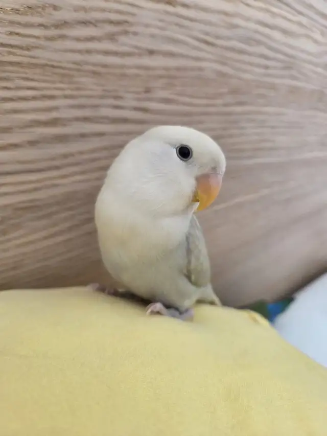 love birds - Photo 5