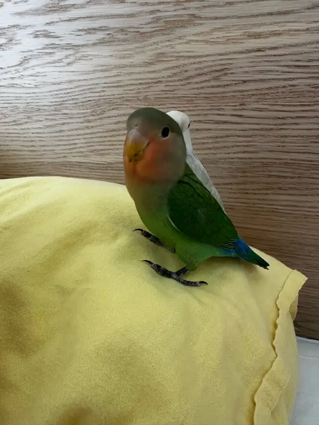 love birds - Photo 6