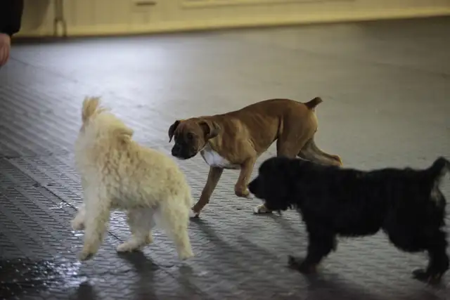 Puppy Socialization Classes