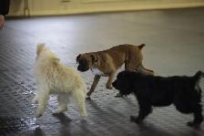Puppy Socialization Classes