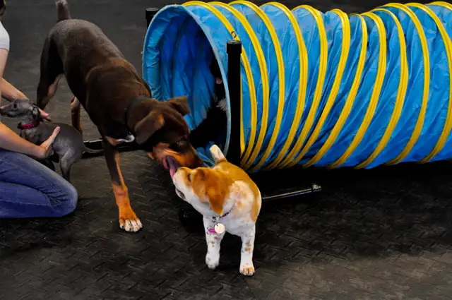 Puppy Socialization Classes - Photo 2