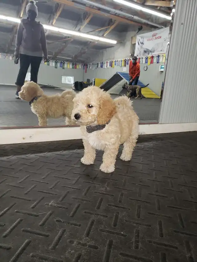 Puppy Socialization Classes - Photo 4