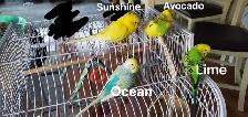 budgies birds