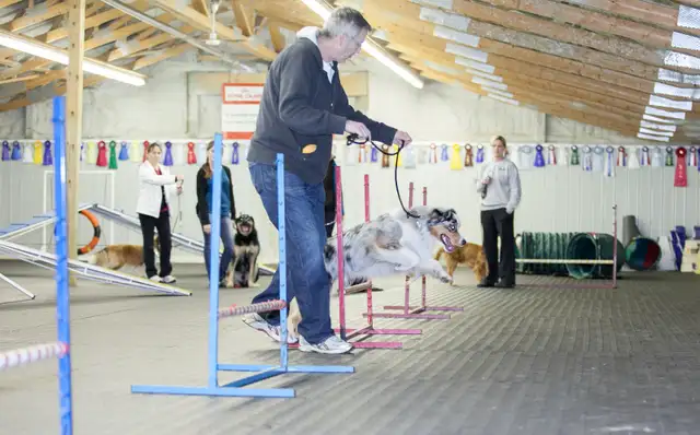 Dog Training Obedience, Agility, Private Lessons and Puppy Class - Photo 4