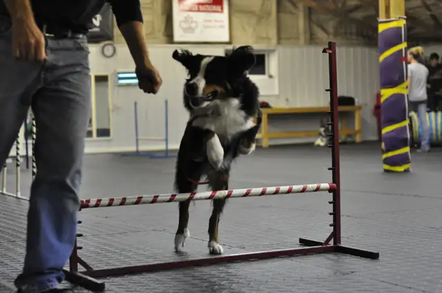 Dog Training Obedience, Agility, Private Lessons and Puppy Class - Photo 5