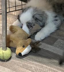 CKC Miniature American Shepherd (Mini Aussie)