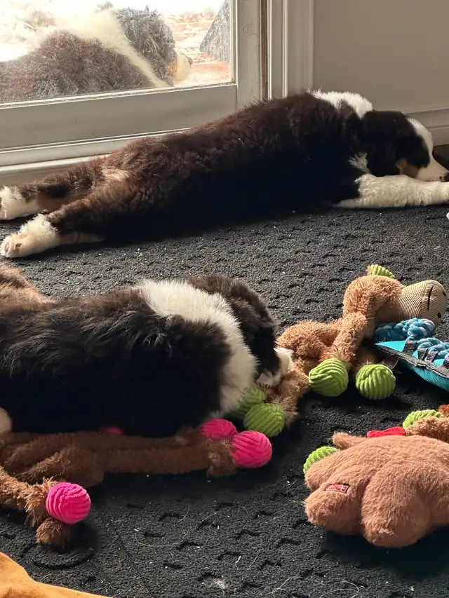 CKC Miniature American Shepherd (Mini Aussie) - Photo 2