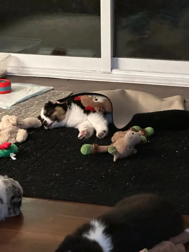 CKC Miniature American Shepherd (Mini Aussie) - Photo 3