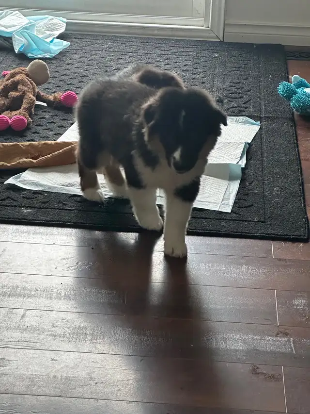 CKC Miniature American Shepherd (Mini Aussie) - Photo 4