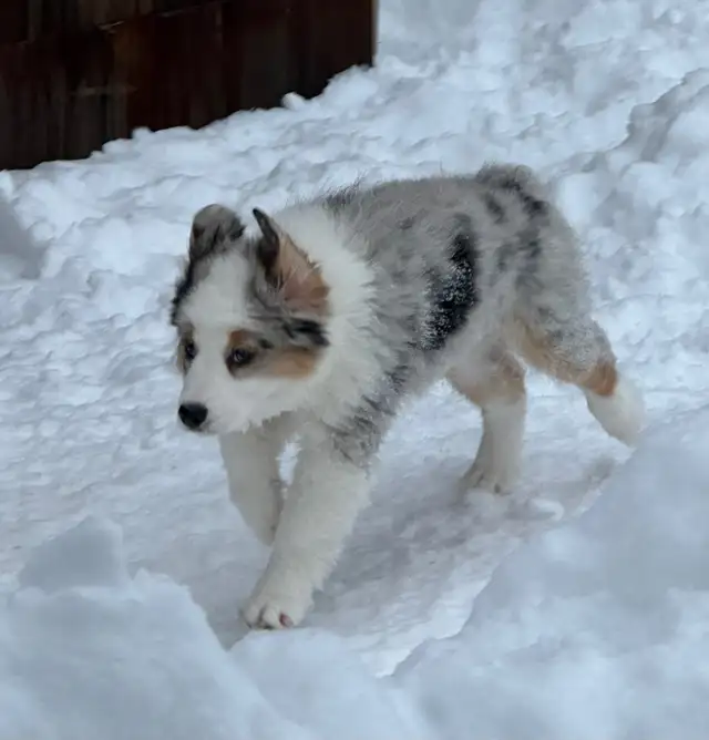 CKC Miniature American Shepherd (Mini Aussie) - Photo 6