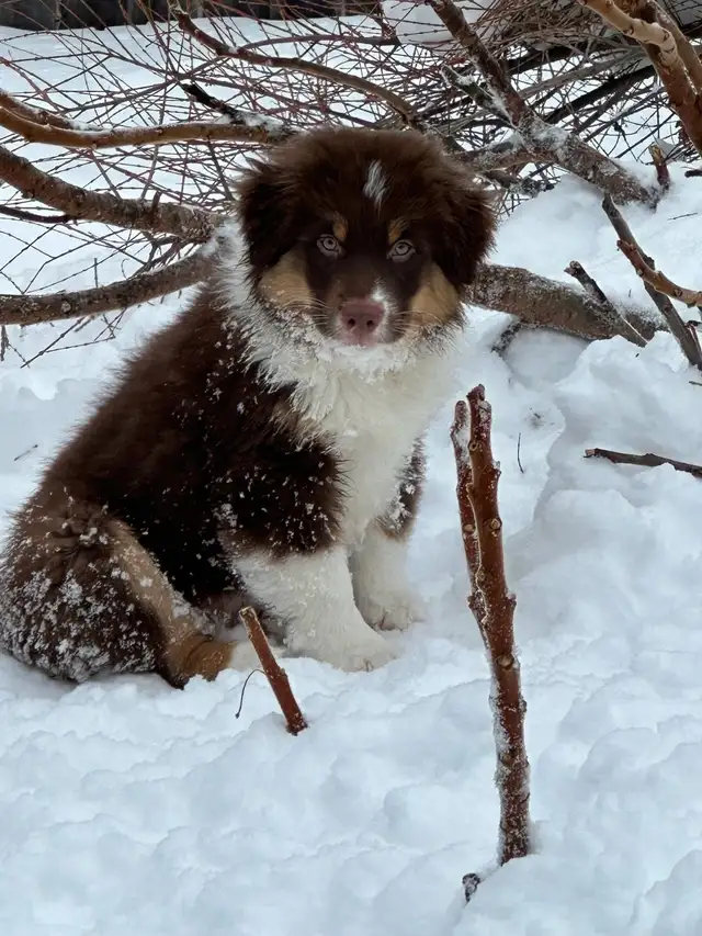 CKC Miniature American Shepherd (Mini Aussie) - Photo 8