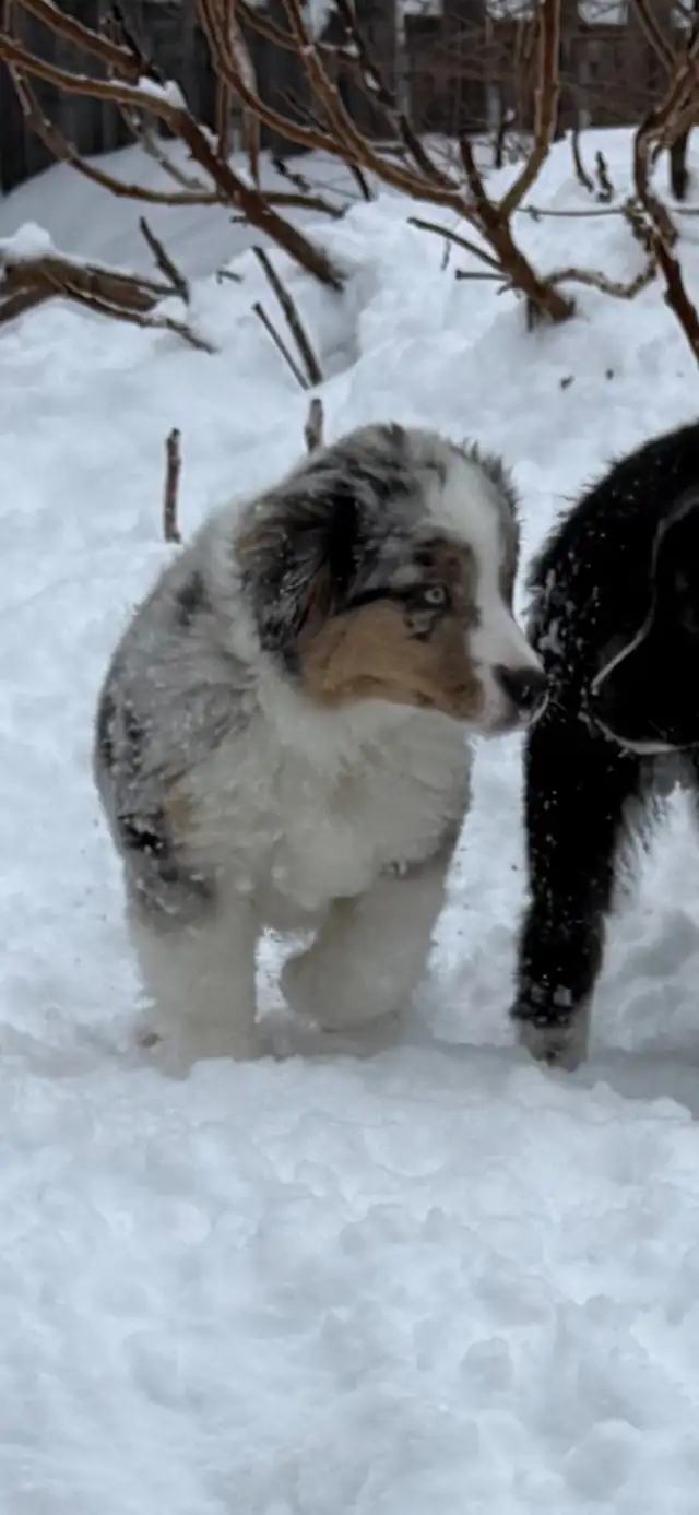 CKC Miniature American Shepherd (Mini Aussie) - Photo 10