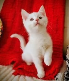 Male Ragdoll kitten 10 weeks old