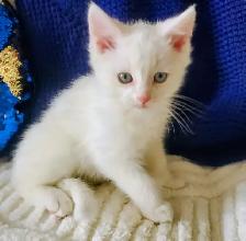 Male Ragdoll kitten 10 weeks old - Photo 2