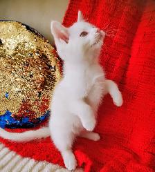 Male Ragdoll kitten 10 weeks old - Photo 3