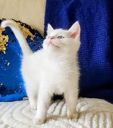 Male Ragdoll kitten 10 weeks old - Photo 5