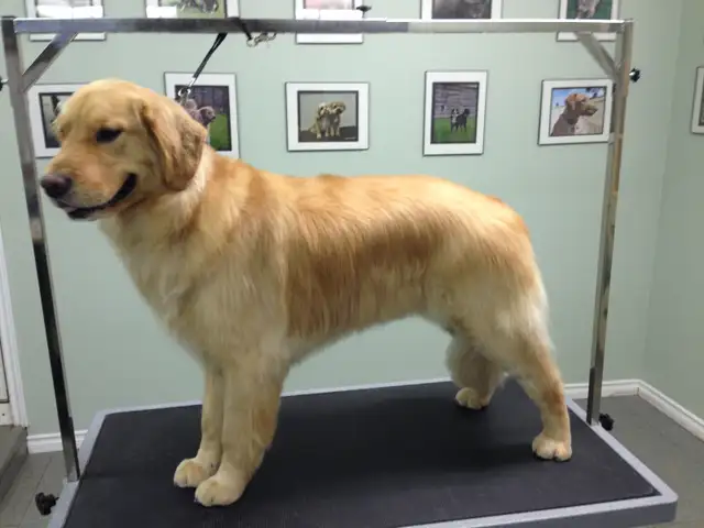 Dog Grooming Services