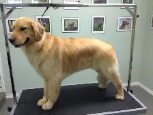 Dog Grooming Services