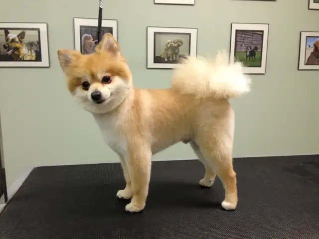 Dog Grooming Services - Photo 2