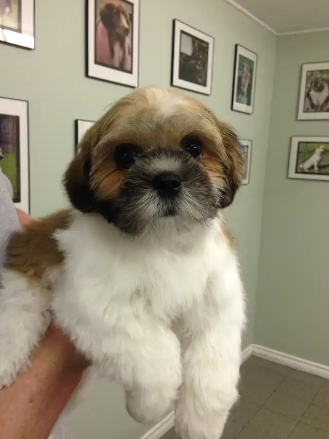 Dog Grooming Services - Photo 3