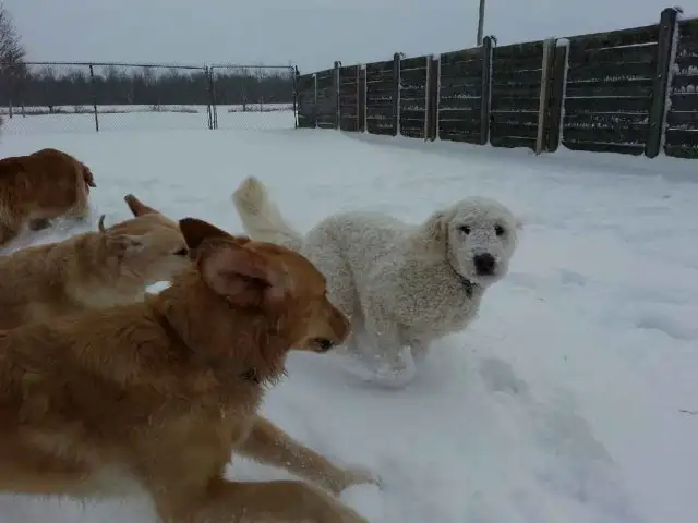 Doggie Daycare at Country Club for Pets