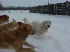 Doggie Daycare at Country Club for Pets