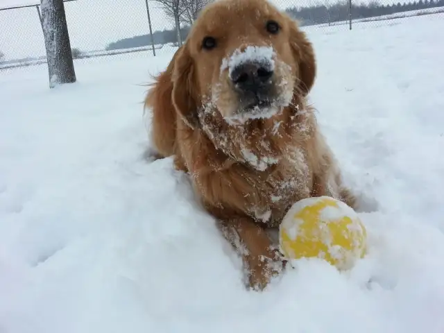 Doggie Daycare at Country Club for Pets - Photo 2