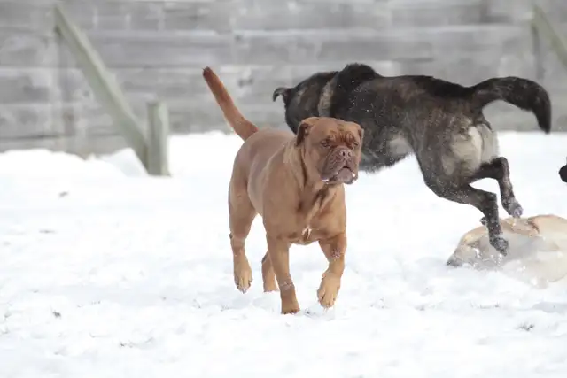 Doggie Daycare at Country Club for Pets - Photo 3