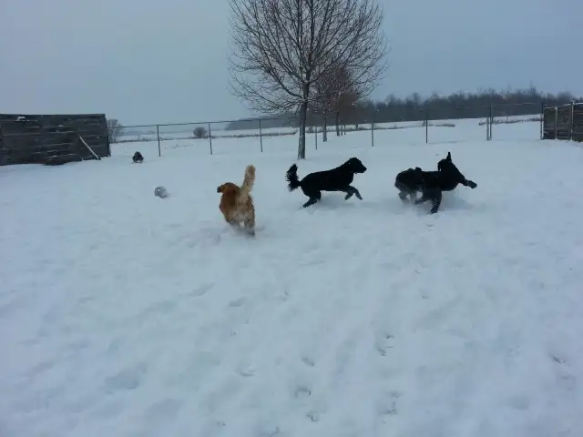 Doggie Daycare at Country Club for Pets - Photo 4