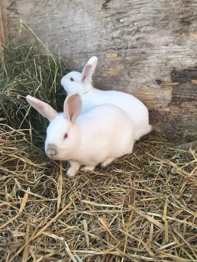 Californian X Newzealand Doe’s