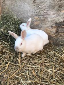 Californian X Newzealand Doe’s