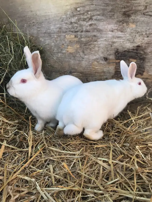 Californian X Newzealand Doe’s - Photo 2