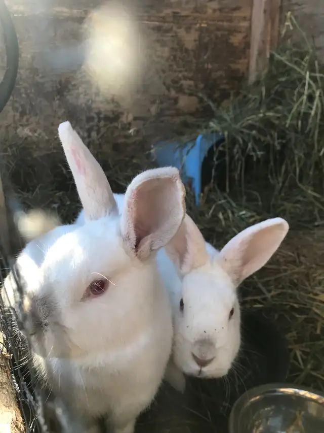 Californian X Newzealand Doe’s - Photo 4