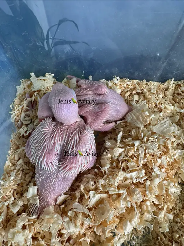 Indian ring eck babies (White)